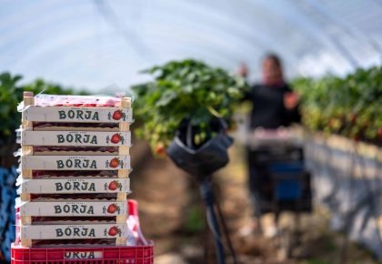 Trazabilidad y control de calidad en frutos rojos: del campo a la mesa