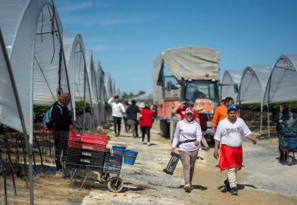 Fin de campaña de frutos rojos y fresas: cómo cerrar la temporada apostando por calidad y sabor