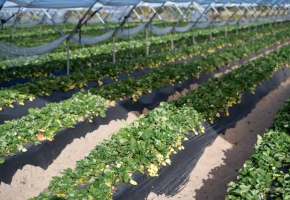 Frutos rojos y sostenibilidad: cómo la calidad también se cultiva cuidando el entorno